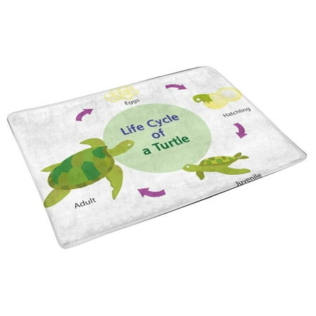 Pop Life Cycle Of Turtle From An Egg To An Adult Turtle Doormat