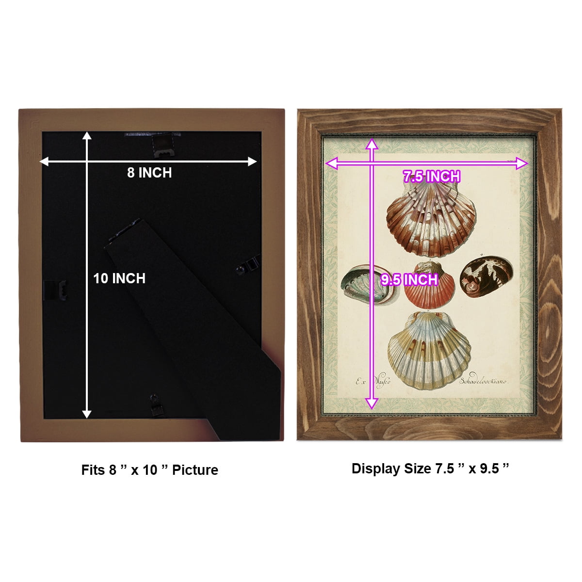 Bookplate Shells III - Framed Print w/glass - Walnut