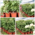 thumbnail image 3 of Miangastore 20Pcs Plastic Flower Pots for Garden Home Base Planting Planter, 3 of 8