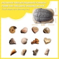 thumbnail image 3 of Piano Potato Fossil Dig Kit for Kids - Excavate 12 Real Prehistoric Fossils, STEM Science Archeology Toy with Tools & Display Case, Ages 6-12, 3 of 6