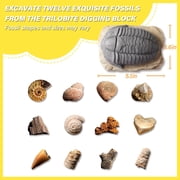 Piano Potato Fossil Dig Kit for Kids | 12 Genuine Fossils Science Set with Trilobite Dig Block, Display Showcase & Storage Box | STEM Paleontology Educational Toy Gift for Boys & Girls Ages 6-12