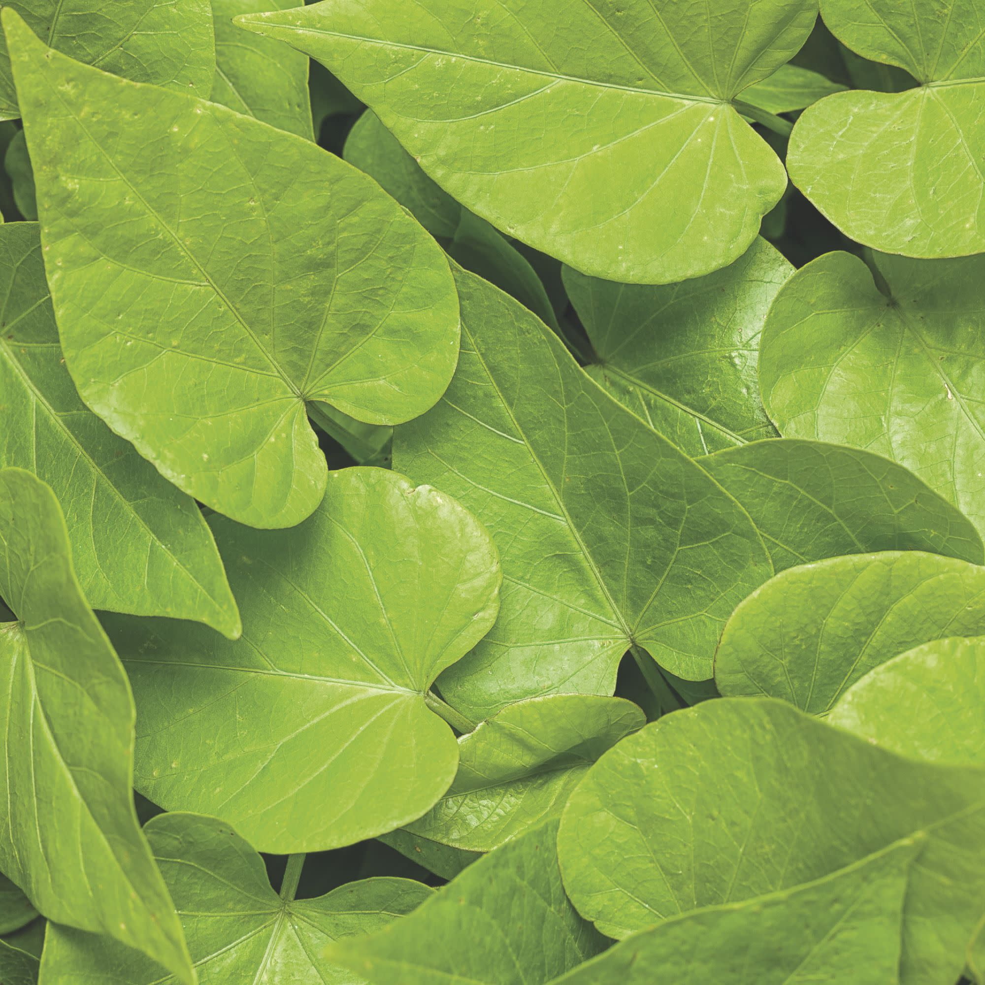 Proven Winners 4" Sweet Caroline Sweetheart Lime Sweet Potato Vine Live Plant in 4.25" Pot (4 Count)