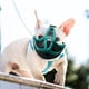 thumbnail image 4 of Bozales para perros de hocico corto: bozal ajustable de malla transpirable para bulldog, para morder, masticar, ladrar (verde), 4 of 6