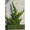 thumbnail image 5 of Hollywood Juniper - Juniperus Chinensis Torulosa - 12 Live Quart Size Trees - Drought Tolerant Cold Hardy Evergreen Plant, 5 of 9