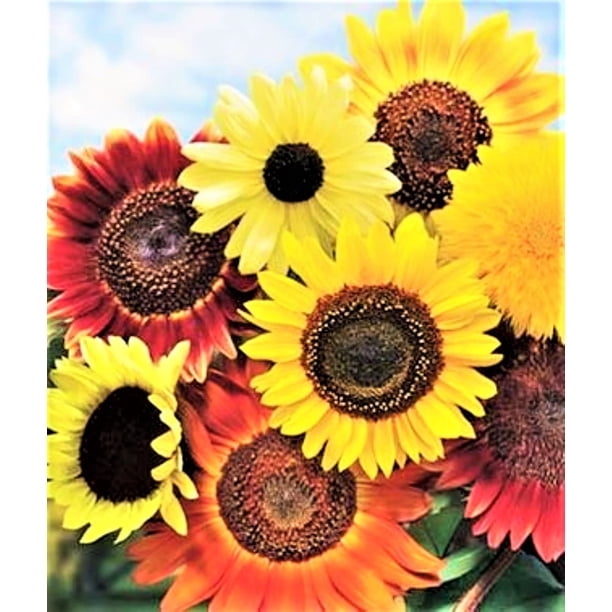 TomorrowSeeds 8 Species Mix Variety Pack Sunflower Seeds 150+ Count