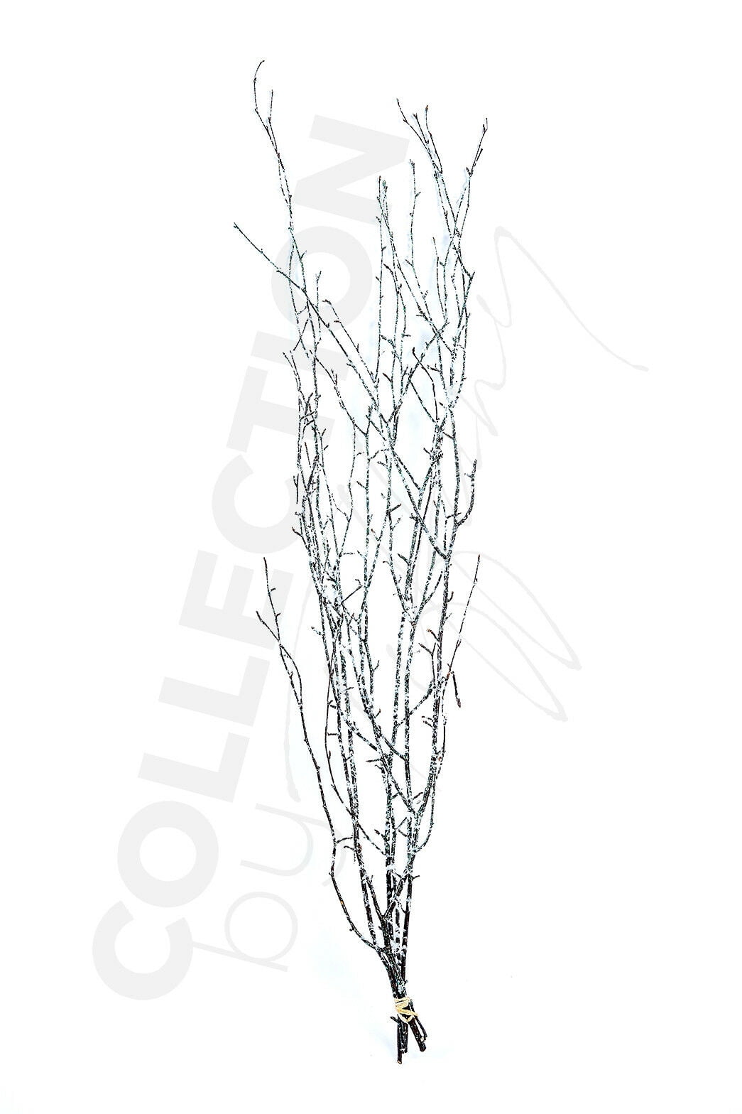 Decorative Dried Birch Branches 3 4 Ft Tall (4 5 Branches / Bunch