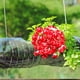 thumbnail image 2 of Bricolaje jardín en maceta bonsái decoración Props artesanía espuma planta Mini seta Artificial Hugtrwg  Para estrenar, 2 of 7