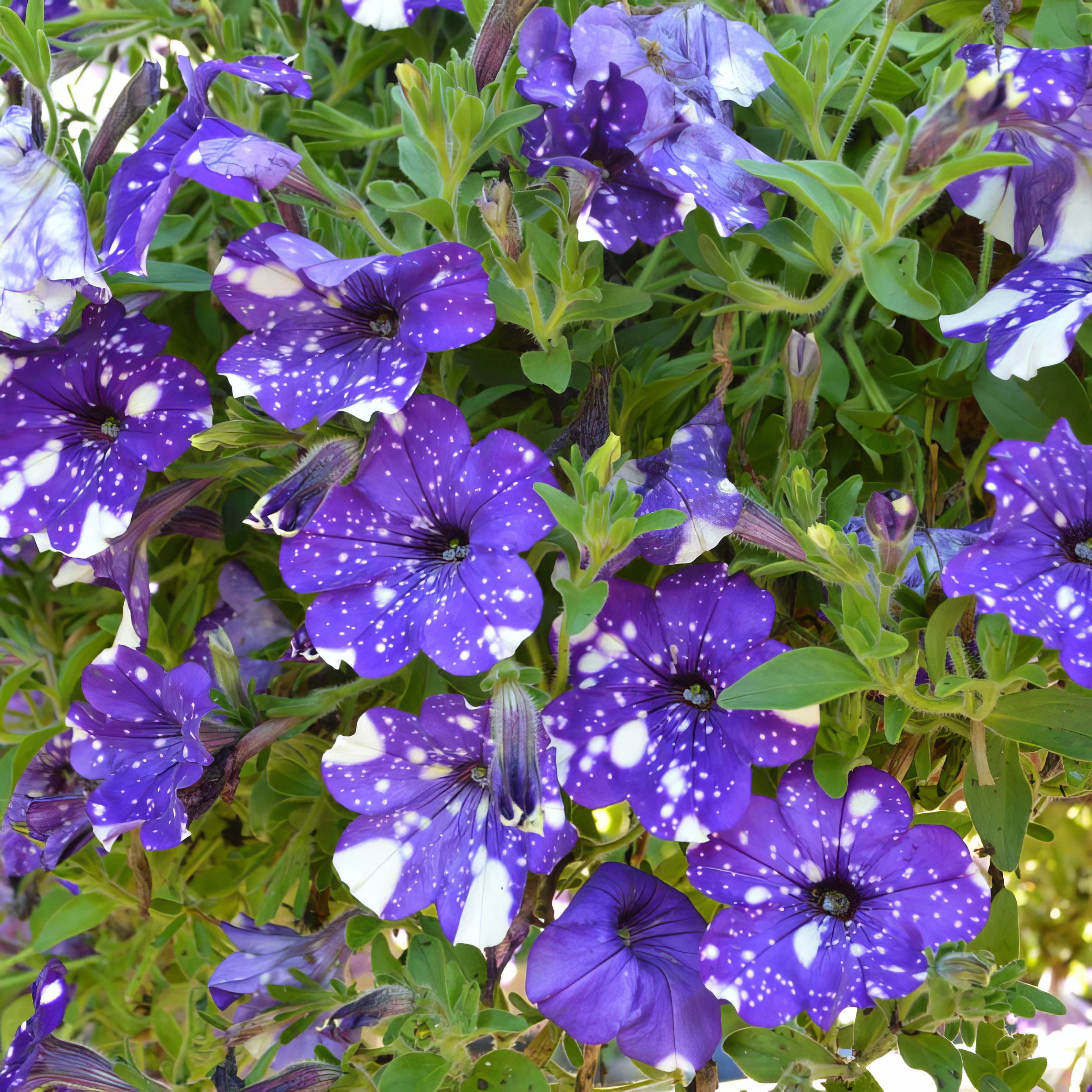 Live Annual 4" NightSky Petunia (3-Pack) with Full Sunlight