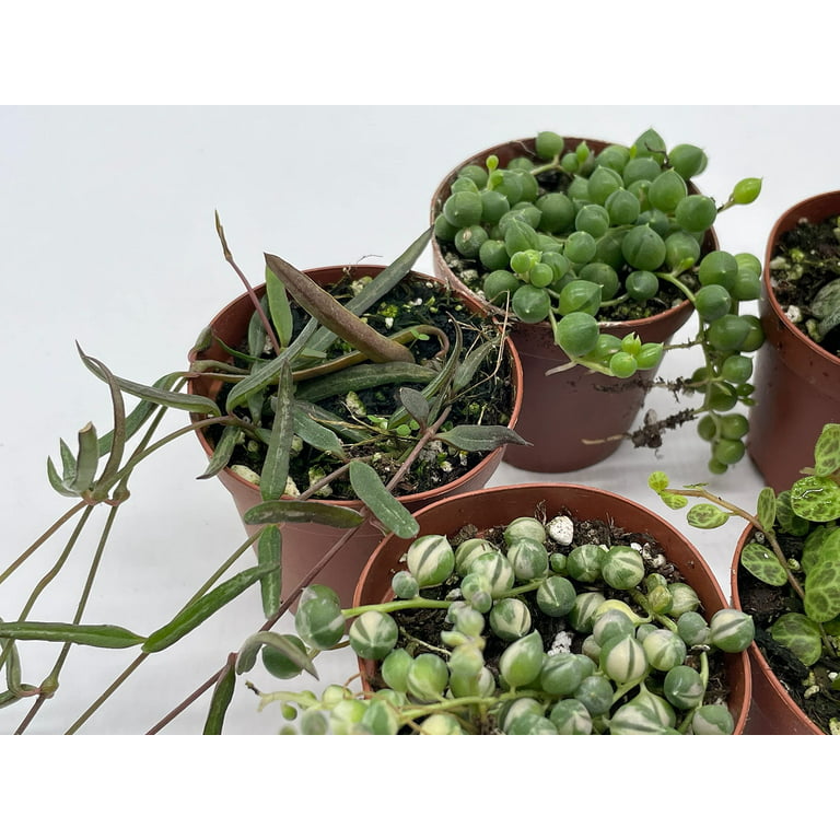 String Of Pearls Variegated Plant String Of Pearls Rare 4Inches Pot  Succulents Plant S Ht7 Best