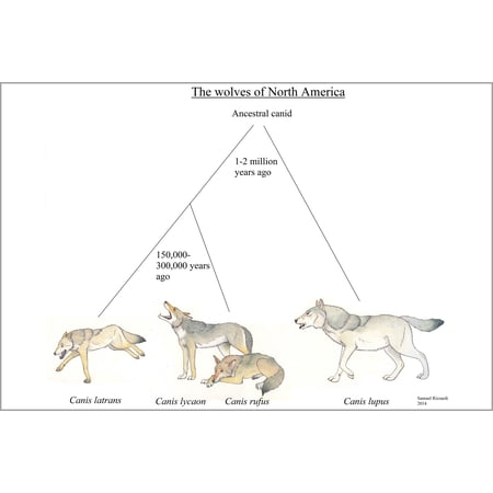 24"x36" Gallery Poster, evolutionary chart of North American Canis, wolf wolves
