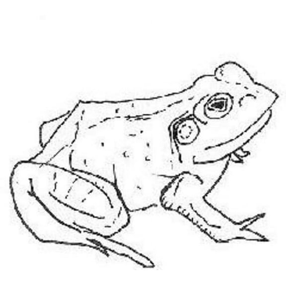 Aoife O'Donovan - Bull Frogs Croon (and Other Songs) - Music & Performance - CD