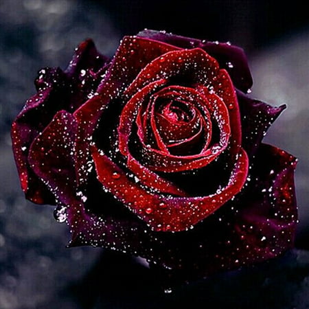 Fancyleo Red Rose 5D Diamond Painting Kit DIY Rhinestone Embroidery Cross Stitch Arts Craft for Home Wall
