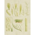 thumbnail image 2 of Vision Studio  19x24 Gold Ornate Wood Framed with Double Matting Museum Art Print Titled - Vintage Sea Grass VI, 2 of 4