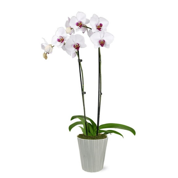Just Add Ice 16-30" White and Purple Premium Orchid Live Plant in 5" Grey Ceramic Pot, House Plant