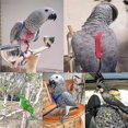 thumbnail image 1 of Parrot Bird Harness Leash Outdoor Flying Traction Straps Band Adjustable Anti-bite Training Rope, 1 of 4