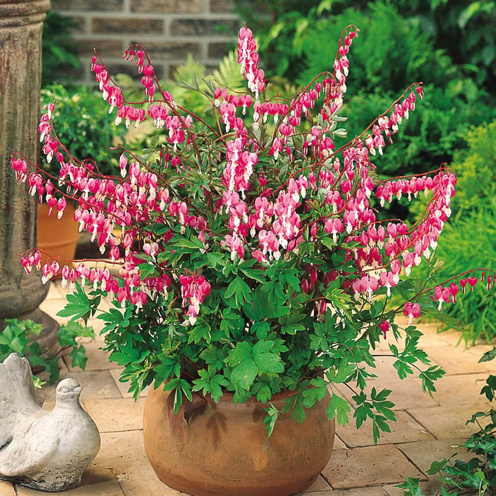Better Homes & Gardens 2.5 Quart Multicolor Dicentra Bleeding Heart Perennial Live Plants