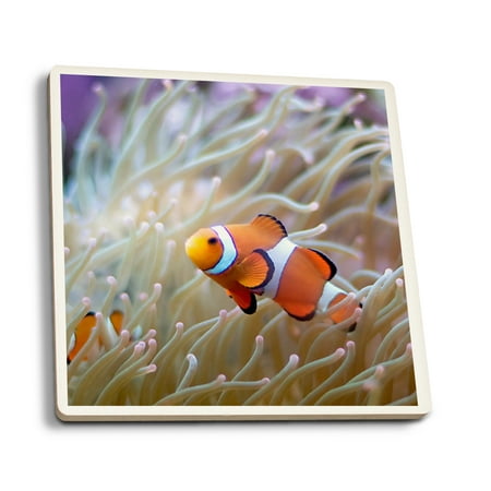 

Clown Fish and White Coral (Absorbent Ceramic Coasters Set of 4 Matching Images Cork Back Kitchen Table Decor)