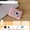Fairy powder [Front selfie video + multiple filters], variant on Ccd Digital Camera Dual Lens Selfie Compact Travel Camera Easy To Carry | Mixed Color, Usb Charging, Rechargeable Lithium Polymer Battery
