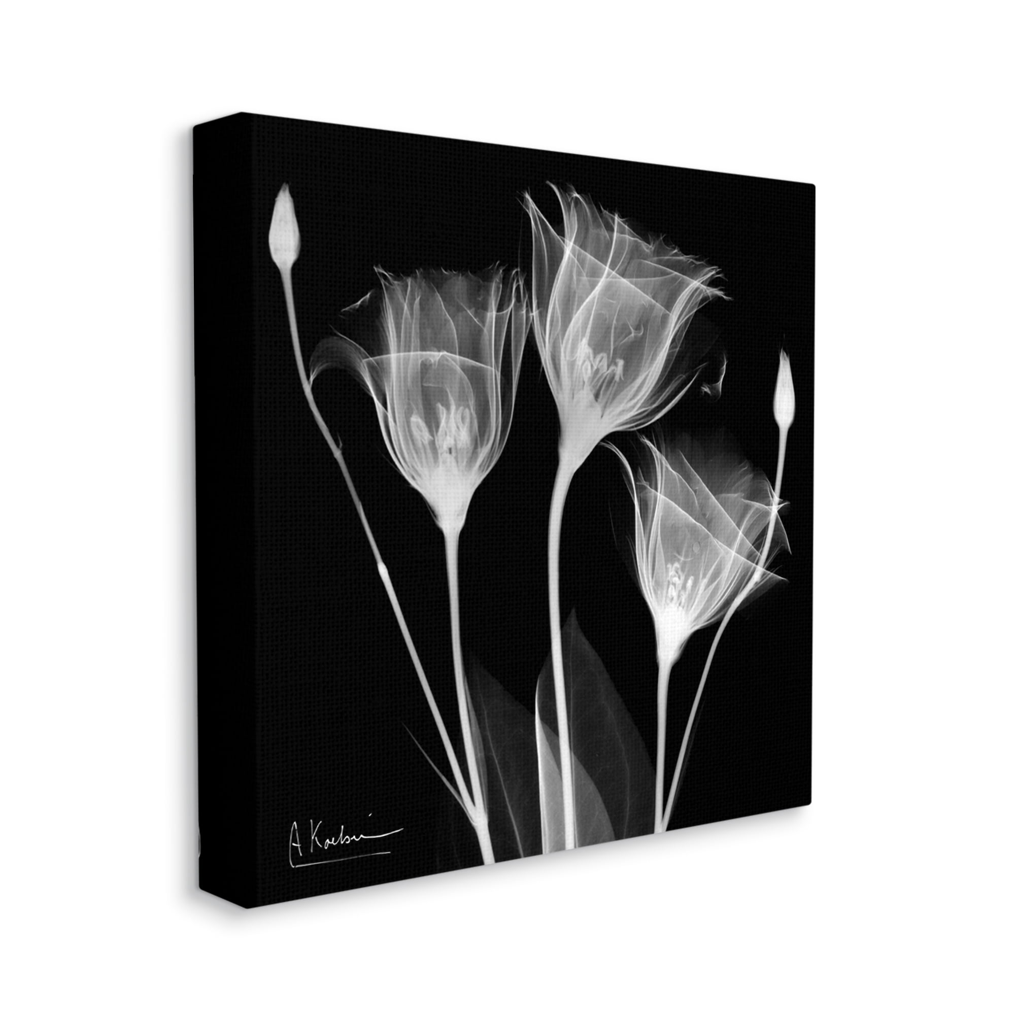 Stupell Industries Contemporary Tulip X-Ray Botanical & Floral Photography Gallery Wrapped Canvas Print Wall Art, 17 x 17