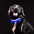 thumbnail image 4 of LED Luminous Collar Dogs, Luminous Dog Collar, Rechargeable and Adjustable Length, Waterproof Safety Pet Collar for Dogs and Cats - S - Blue, 4 of 7