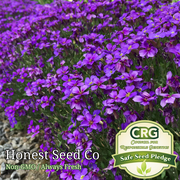 200+ Purple Rock Cress Seeds | Lilac Bush Perennial Groundcover Garden Seeds USA