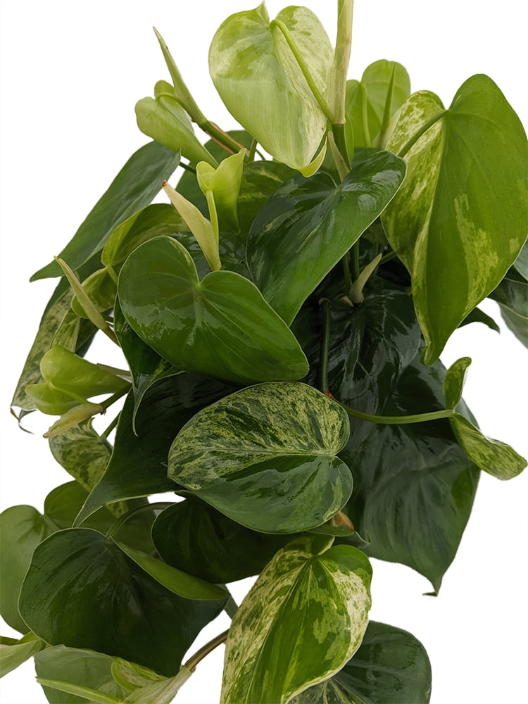 Rare Exotic Variegated Heart Leaf Philodendron 6" Pot - Low Light