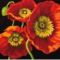 thumbnail image 1 of Dimensions Needlepoint Kit 14"X14"-Red Poppy Trio Stitched In Wool & Thread, 1 of 4