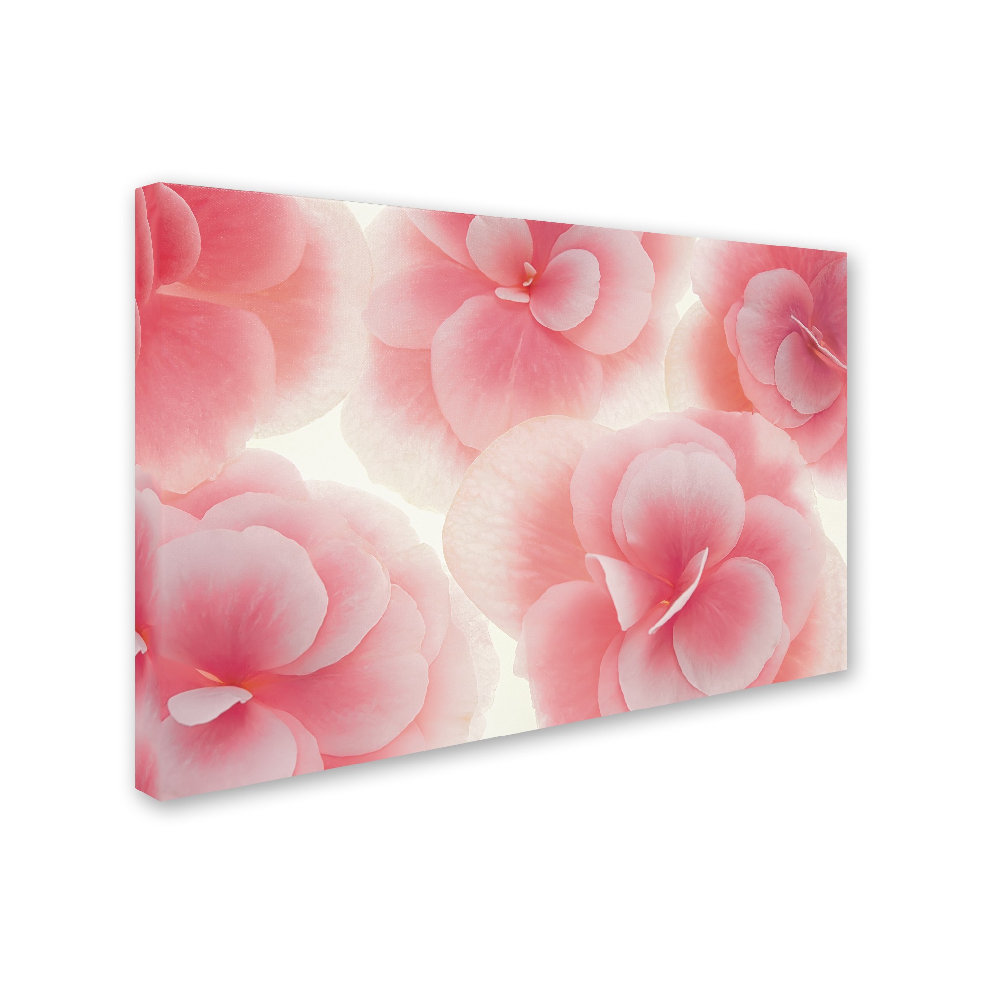 Trademark Fine Art 'Rose Begonia Flowers' Canvas Art by Cora Niele