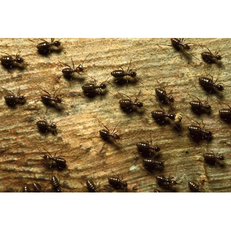 Termite group on wood with one carrying debris Borneo Poster Print by Konrad