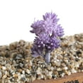 thumbnail image 2 of Ludlz Artificial Flocked Plants Plastic Succulent Unpotted Assorted Realistic Plants Fake Textured Succulent Picks for DIY Home Landscape Decorations Office Hotel Decoration, 2 of 5