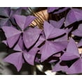thumbnail image 3 of Rare Purple Rain Shamrock Plant - Easy Houseplant - Oxalis - 6" Pot, 3 of 4