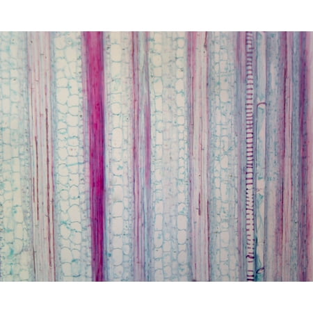 Microscope Slide with Specimen showing Zea Mays (Corn) Stem  Typical Monocot Stem  Longitudinal Section. For Student Biology Education. price history on PriceWatchPro