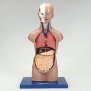 Carolina Miniature Sexless Torso Model