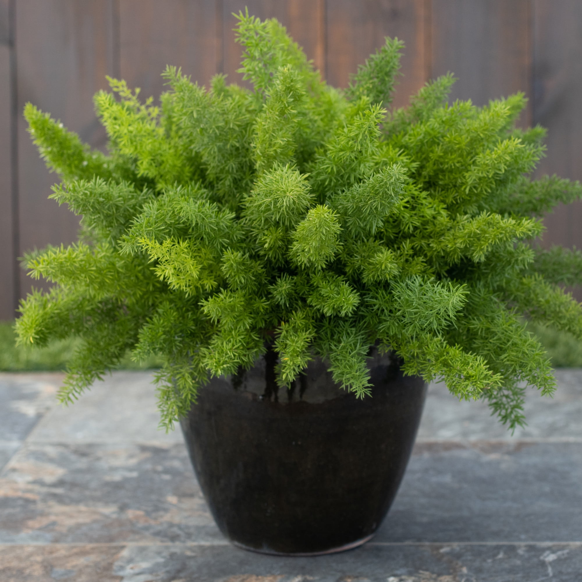 Proven Winners 5" Myersii Foxtail Fern Live Plant in 4.5" Pot (4 Count)