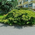 thumbnail image 5 of Old Gold Juniper - 30 Live Plants - Juniperus Chinensis - Drought Tolerant Cold Hardy Evergreen Ground Cover, 5 of 9