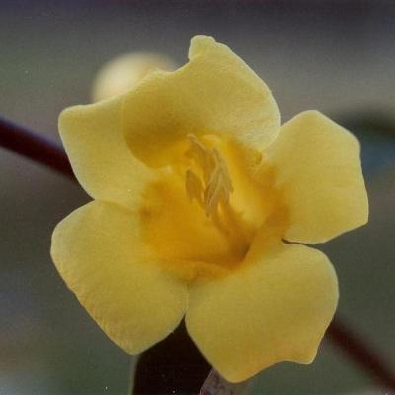 Classy Groundcovers, Carolina Jasmine, Carolina Jessamine, Yellow Jessamine, Evening Trumpetflower, Trumpet Flower, Wild Jasmine, False Jasmine {2...