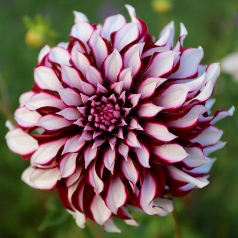 40 Dahlia Seeds Pack - Heirloom, Pollinator Friendly,, Mix for Garden Blooms