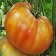 Tomato Big Rainbow Great Heirloom Garden Vegetable 45 Seeds by Seed Kingdom
