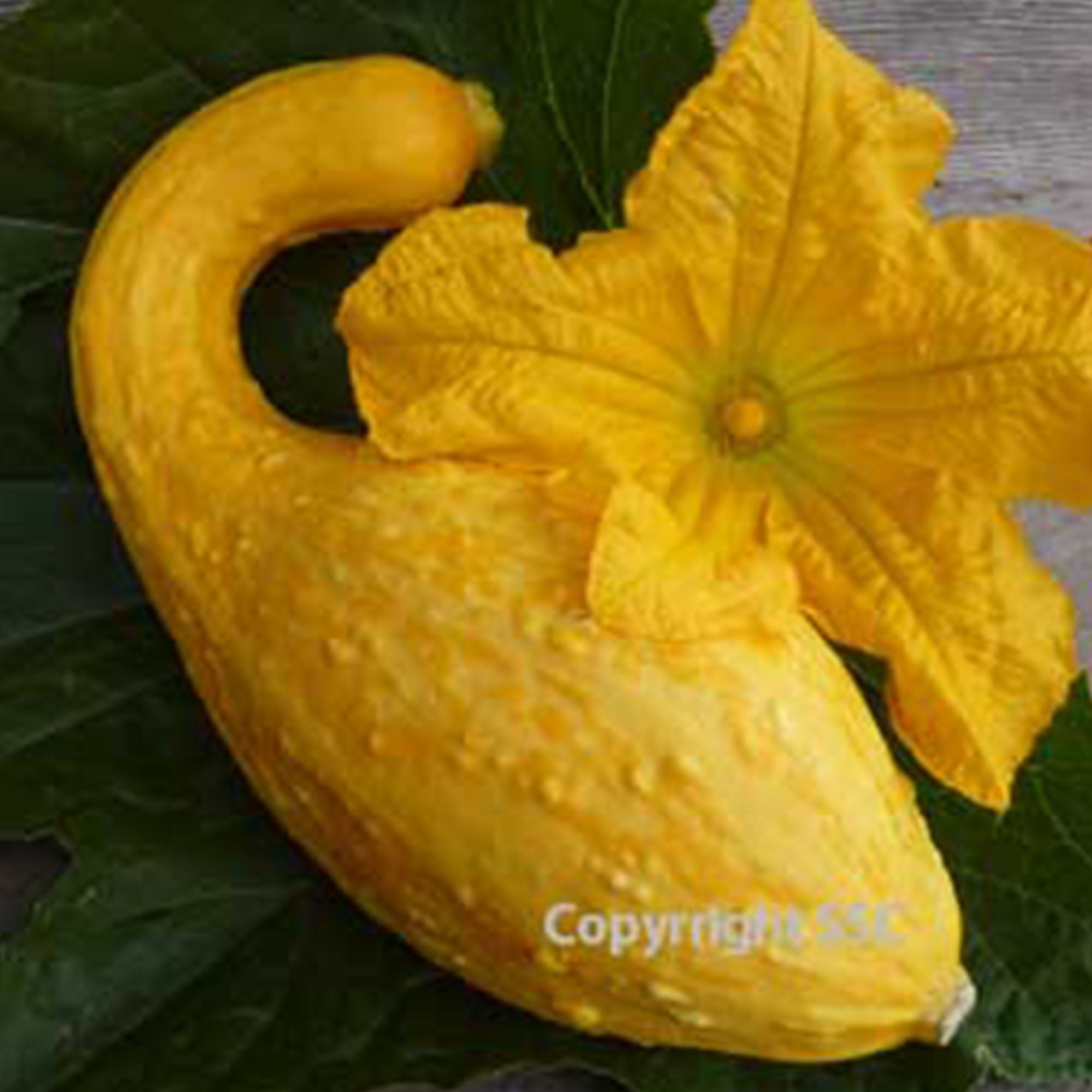 Golden Summer Crookneck Squash 4 g 35 Seeds Heirloom, Open