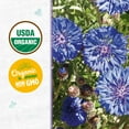 thumbnail image 3 of Back to the Roots Organic Cornflower/Bachelor Buttons 'Jubilee', 1 Seed packet, 3 of 7