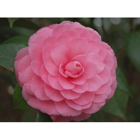 ( 1 ) - Pink Perfection Camellia Japonica - Starter Plant ( 4L ) ( 1 live plant )
