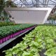 thumbnail image 3 of Lámpara de Cultivo LED Wdftyju 12W 169 Espectro Completo, 3 of 8