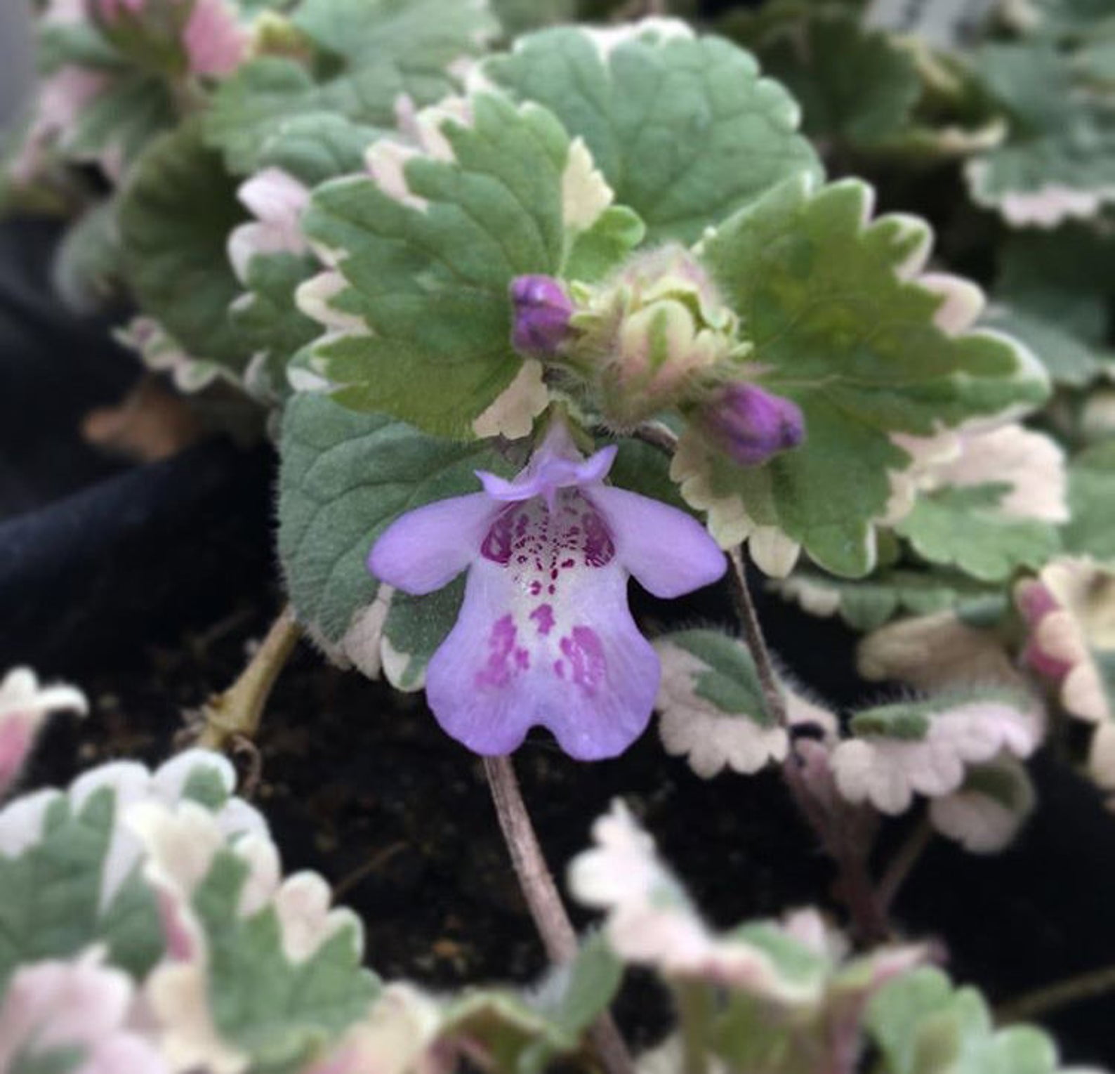 Run Away Robin Plant Glechoma hederacea variegata 2.5