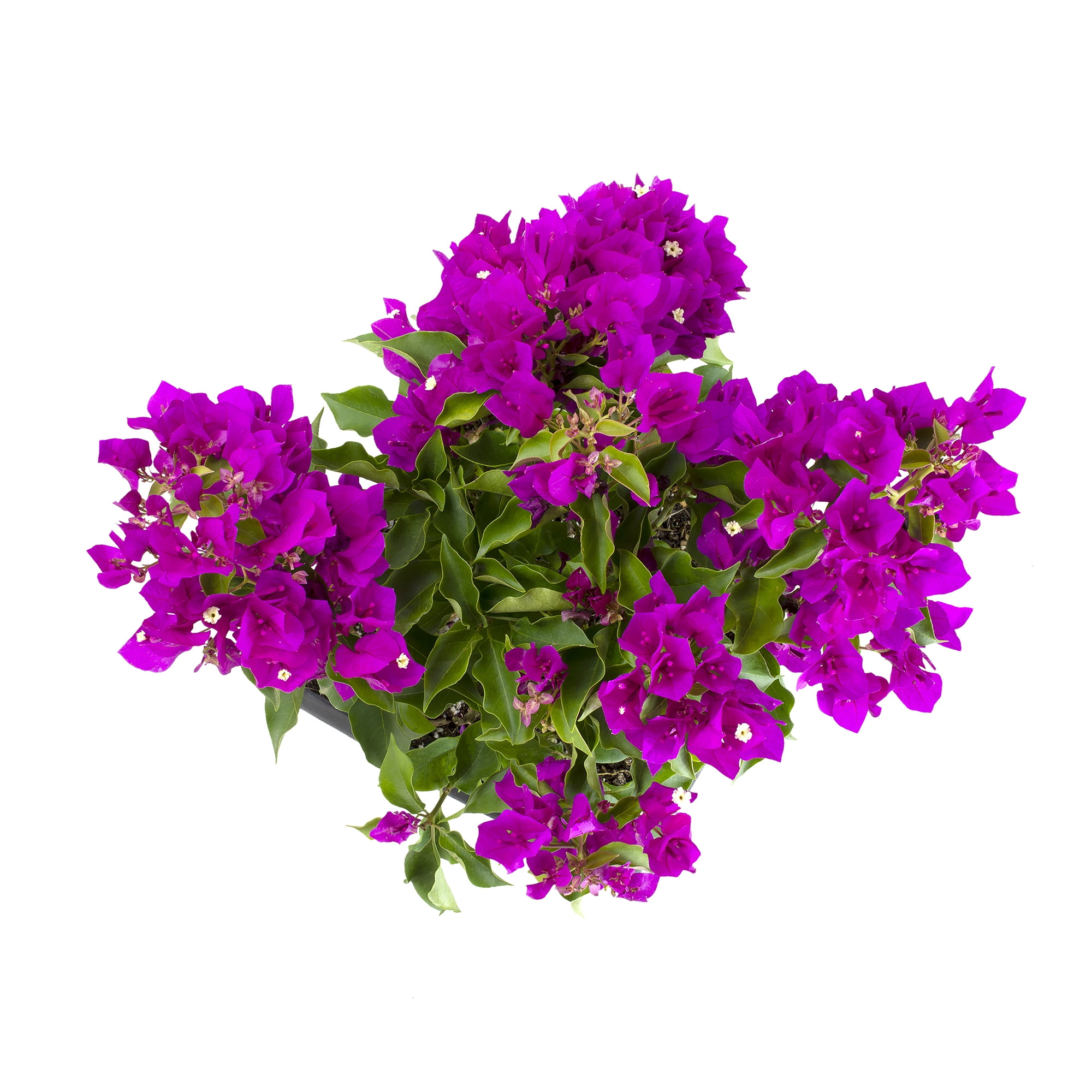 "Island Blooms Purple Princess Bougainvillea, 18"" - 22"" Tall