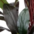 thumbnail image 5 of Northlight 60" Dracaena Artificial Potted Plant - Red/Green, 5 of 7