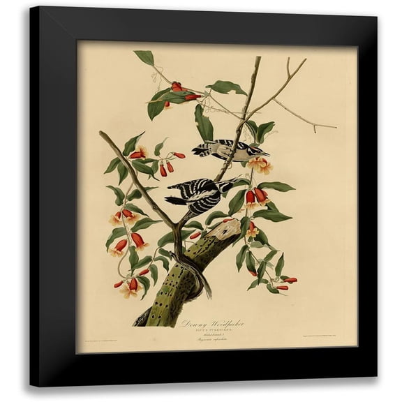 Vintage Apple Collection 12x14 Black Modern Framed Museum Art Print Titled - Downy Woodpecker