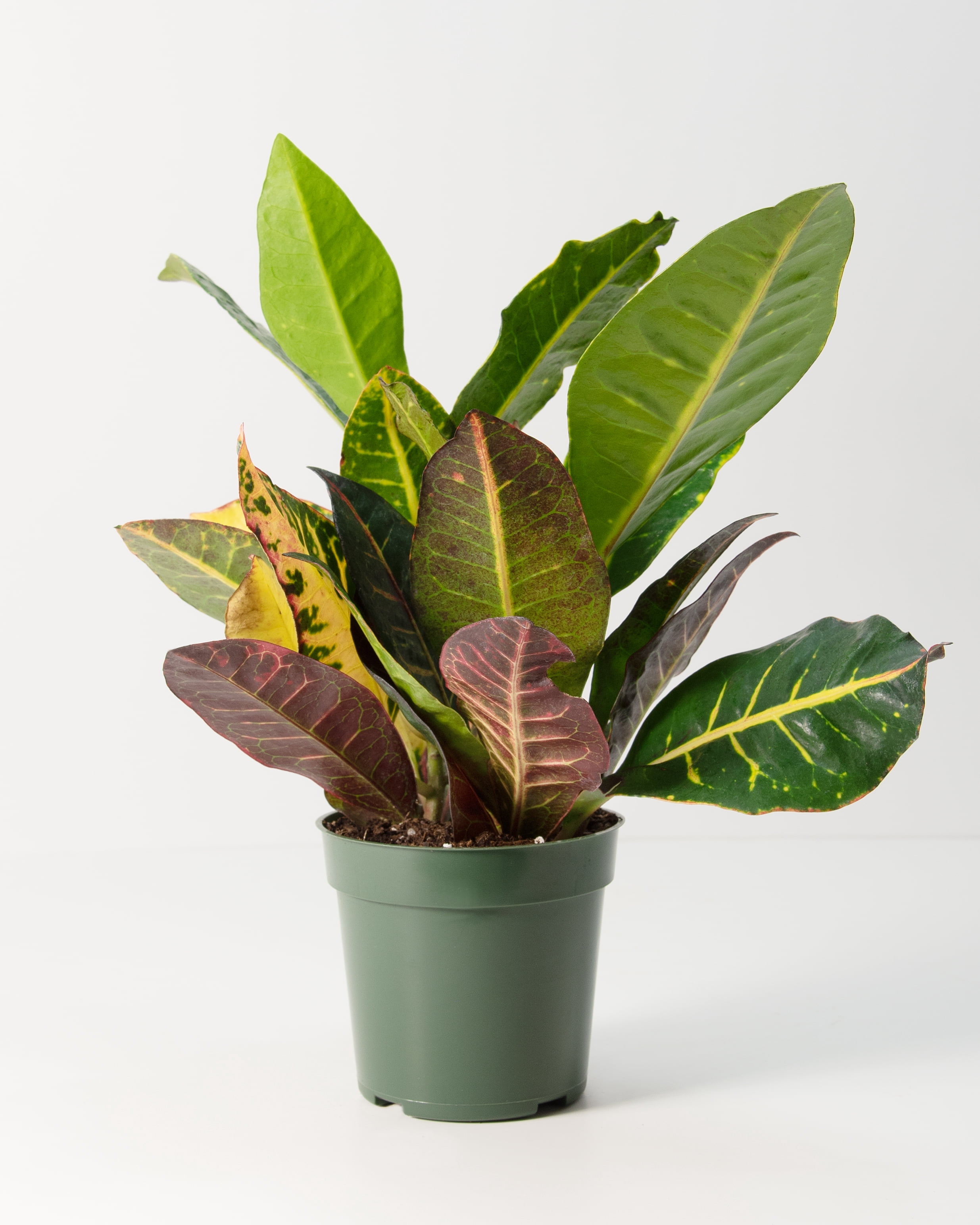 6 in Croton Petra Live Ornamental with Bright Indirect Sunlight - 2 Piece