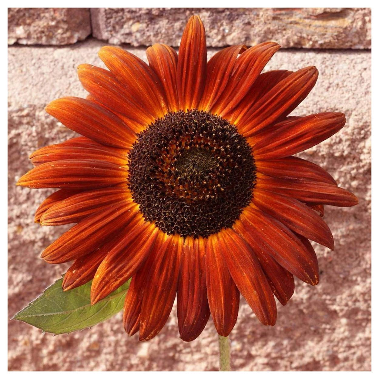Everwilde Farms - 1 lb Velvet Queen Sunflower Garden Flower Seeds - Gold Vault Bulk Seed Packet
