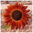 thumbnail image 4 of Everwilde Farms - 50 Velvet Queen Sunflower Garden Flower Seeds - Gold Vault Jumbo Bulk Seed Packet, 4 of 5