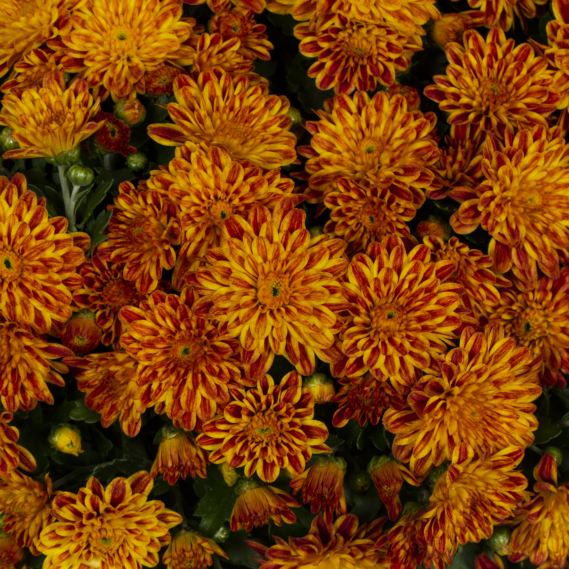 Better Homes & Gardens Scents of the Season 1G Orange Mum Live Plant Decorative Pot Pumpkin & Chai Sun - image 4 of 9